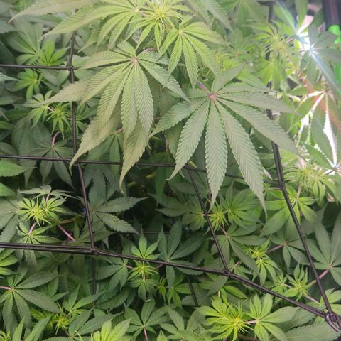 Cherry Poppers 1.1-3 growlog timeline photo