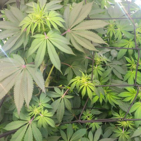 Cherry Poppers 1.1-3 growlog timeline photo
