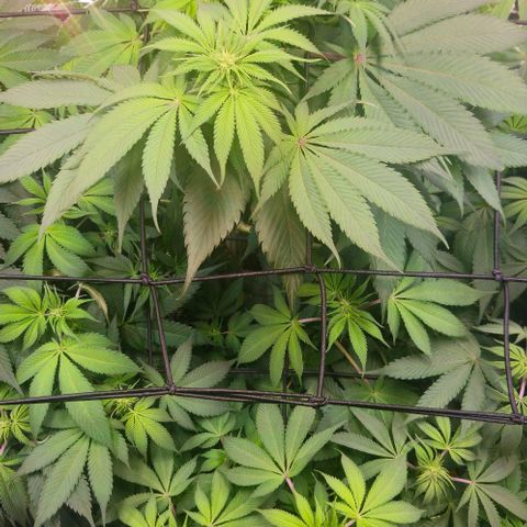 Cherry Poppers 1.1-3 growlog timeline photo