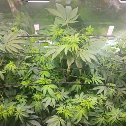 Cherry Poppers 1.1-3 growlog timeline photo