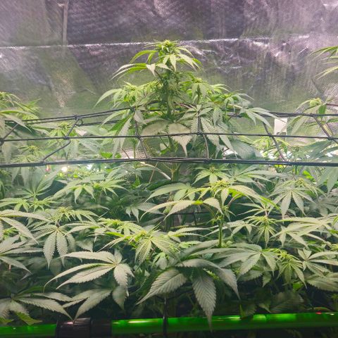 Cherry Poppers 1.1-3 growlog timeline photo