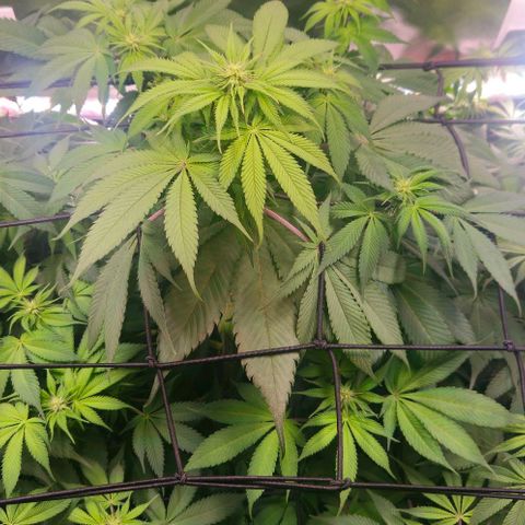 Cherry Poppers 1.1-3 growlog timeline photo