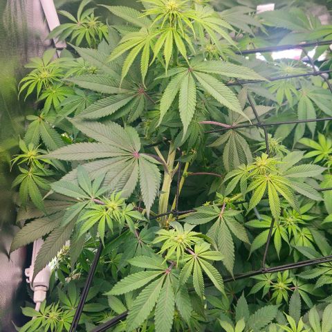 Cherry Poppers 1.1-3 growlog timeline photo