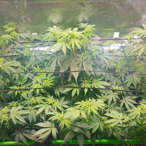 Cherry Poppers 1.1-3 growlog timeline photo