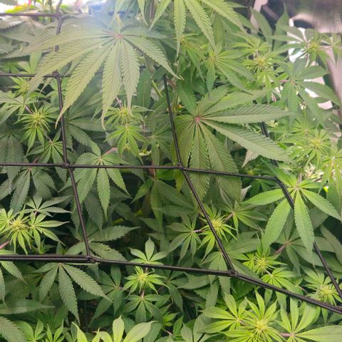 Cherry Poppers 1.1-3 growlog timeline photo