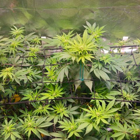 Cherry Poppers 1.1-3 growlog timeline photo