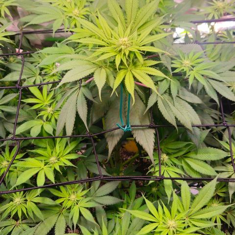 Cherry Poppers 1.1-3 growlog timeline photo