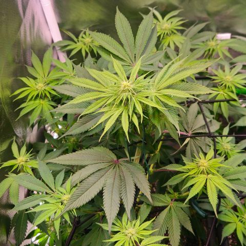 Cherry Poppers 1.1-3 growlog timeline photo