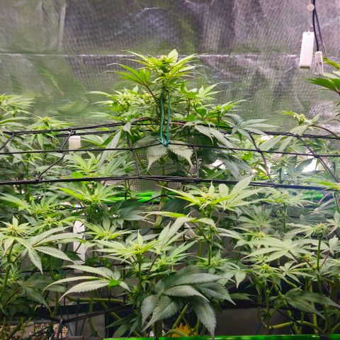 Cherry Poppers 1.1-3 growlog timeline photo