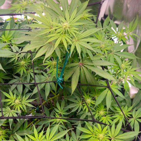 Cherry Poppers 1.1-3 growlog timeline photo