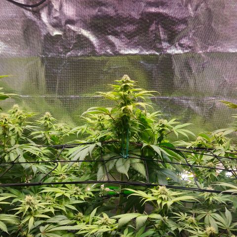 Cherry Poppers 1.1-3 growlog timeline photo