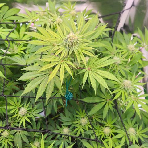 Cherry Poppers 1.1-3 growlog timeline photo