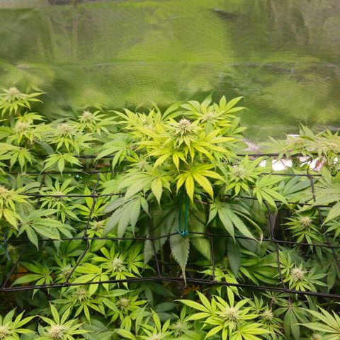 Cherry Poppers 1.1-3 growlog timeline photo