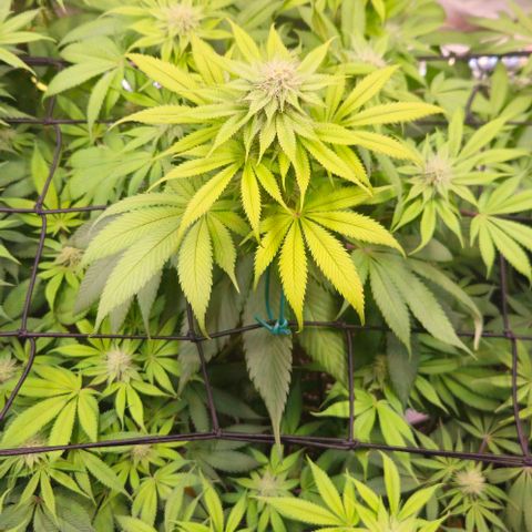 Cherry Poppers 1.1-3 growlog timeline photo