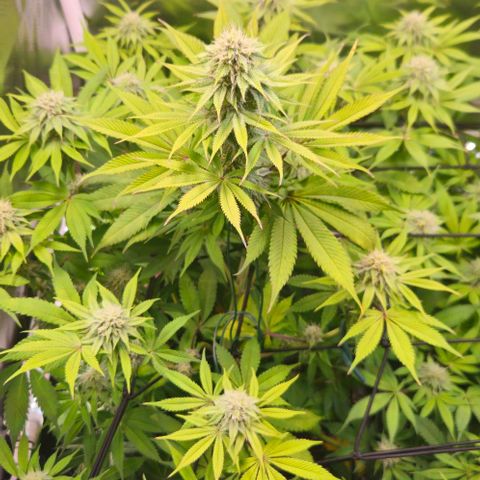 Cherry Poppers 1.1-3 growlog timeline photo