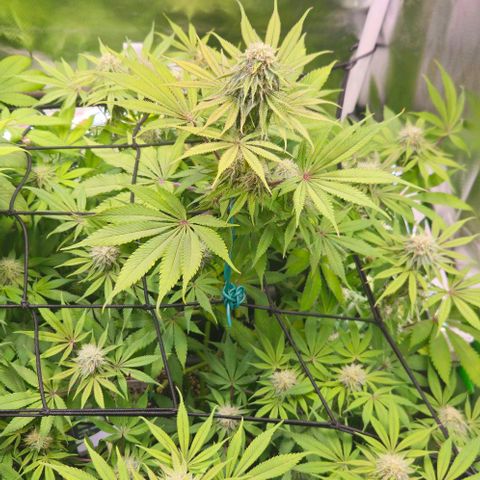Cherry Poppers 1.1-3 growlog timeline photo