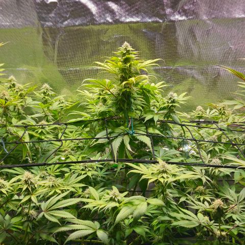 Cherry Poppers 1.1-3 growlog timeline photo