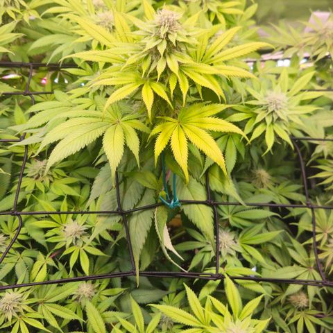 Cherry Poppers 1.1-3 growlog timeline photo