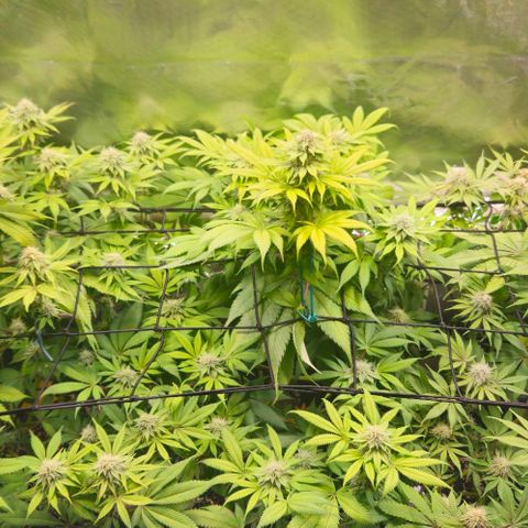Cherry Poppers 1.1-3 growlog timeline photo