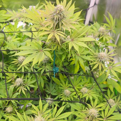 Cherry Poppers 1.1-3 growlog timeline photo