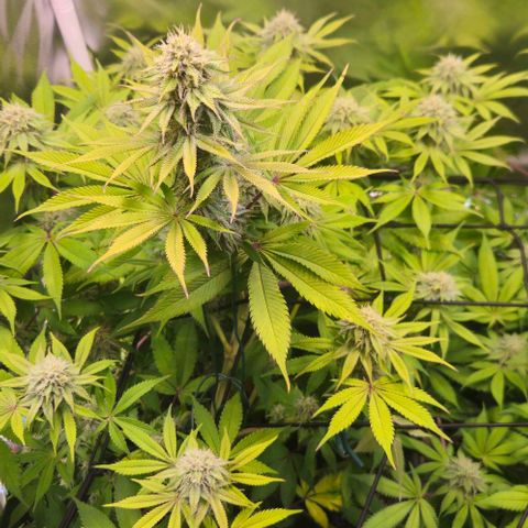 Cherry Poppers 1.1-3 growlog timeline photo