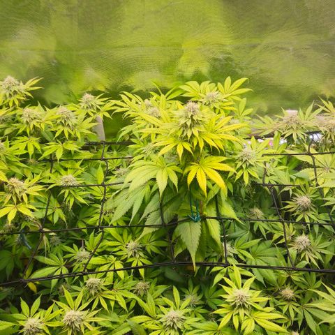 Cherry Poppers 1.1-3 growlog timeline photo