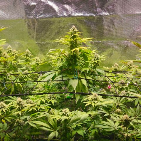 Cherry Poppers 1.1-3 growlog timeline photo