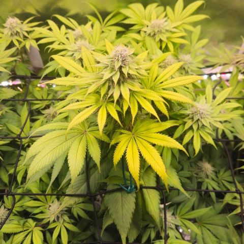 Cherry Poppers 1.1-3 growlog timeline photo