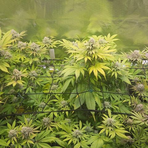 Cherry Poppers 1.1-3 growlog timeline photo