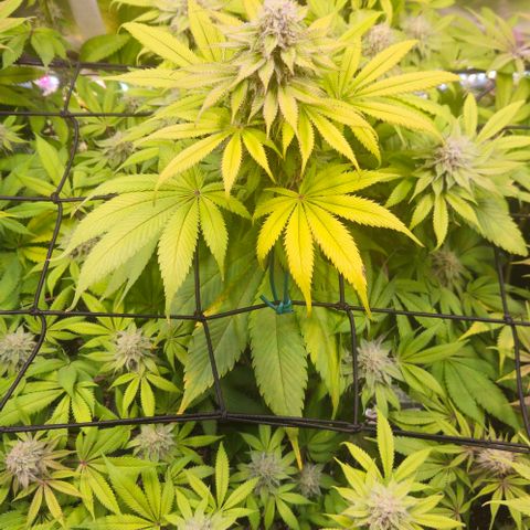 Cherry Poppers 1.1-3 growlog timeline photo
