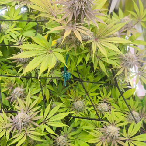 Cherry Poppers 1.1-3 growlog timeline photo