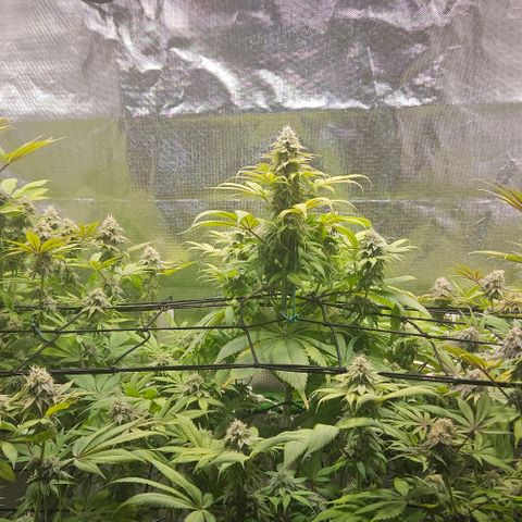 Cherry Poppers 1.1-3 growlog timeline photo