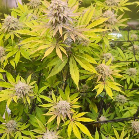 Cherry Poppers 1.1-3 growlog timeline photo