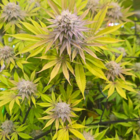 Cherry Poppers 1.1-3 growlog timeline photo