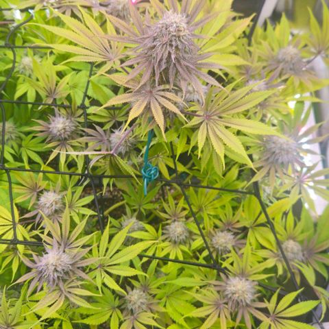 Cherry Poppers 1.1-3 growlog timeline photo