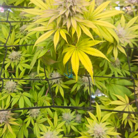 Cherry Poppers 1.1-3 growlog timeline photo