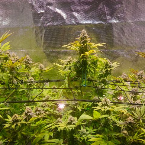Cherry Poppers 1.1-3 growlog timeline photo