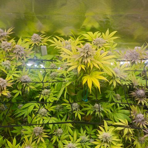 Cherry Poppers 1.1-3 growlog timeline photo