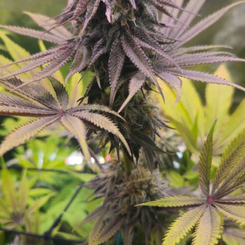 Cherry Poppers 1.1-3 growlog timeline photo