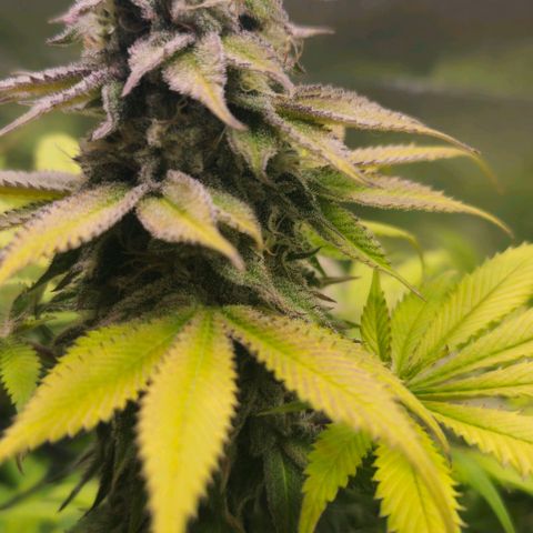 Cherry Poppers 1.1-3 growlog timeline photo