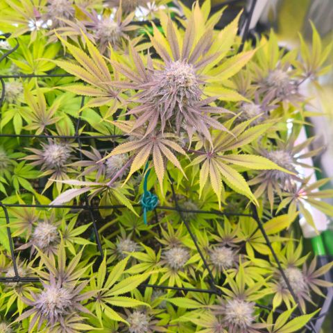Cherry Poppers 1.1-3 growlog timeline photo