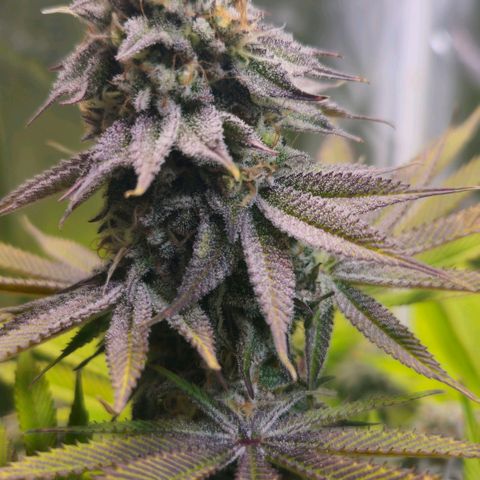 Cherry Poppers 1.1-3 growlog timeline photo