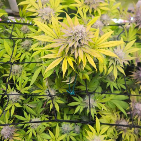 Cherry Poppers 1.1-3 growlog timeline photo