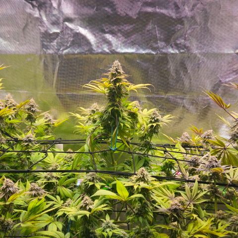 Cherry Poppers 1.1-3 growlog timeline photo