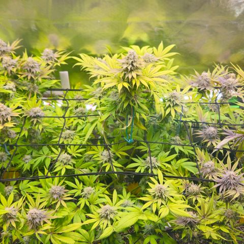 Cherry Poppers 1.1-3 growlog timeline photo