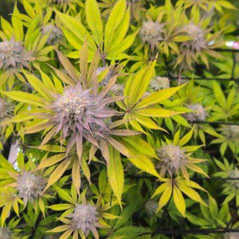 Cherry Poppers 1.1-3 growlog timeline photo