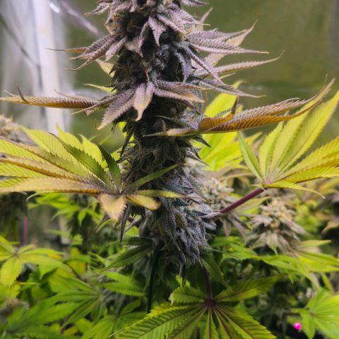 Cherry Poppers 1.1-3 growlog timeline photo