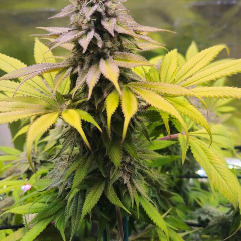 Cherry Poppers 1.1-3 growlog timeline photo