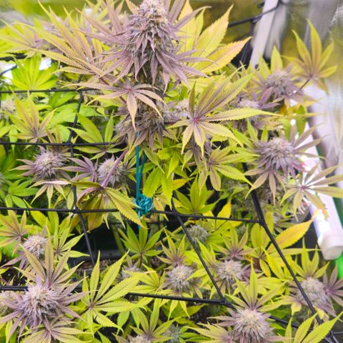 Cherry Poppers 1.1-3 growlog timeline photo