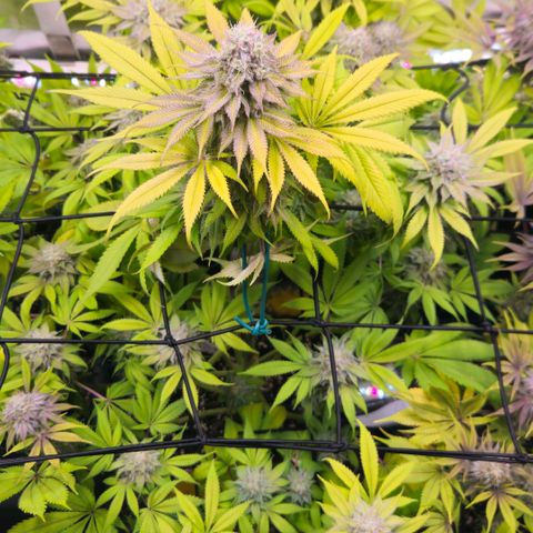 Cherry Poppers 1.1-3 growlog timeline photo